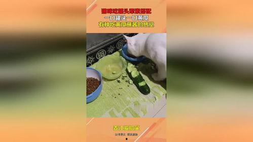 娛樂吃瓜醬罐頭視頻下載