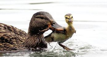 娛樂吃瓜鴨男人品種,吃瓜鴨視角下的男人品種大揭秘