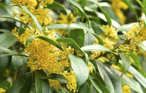 娛樂吃瓜醬桂花樹,桂花樹下那些不為人知的娛樂圈秘聞