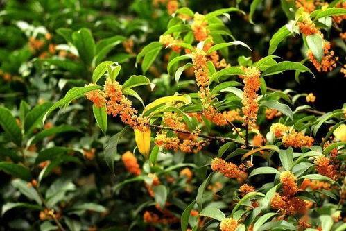 娛樂吃瓜醬桂花樹,桂花樹下那些不為人知的娛樂圈秘聞