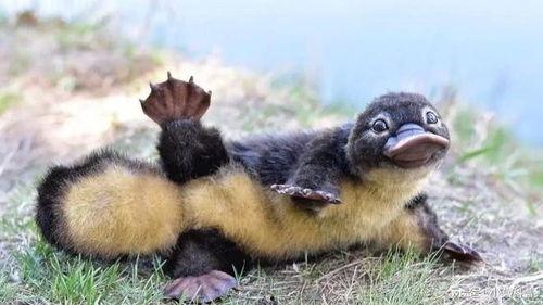 娛樂圈吃瓜醬鴨嘴獸,揭秘明星背后的故事與真相