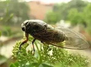 娛樂吃瓜醬知了,揭秘知了背后的故事與魅力