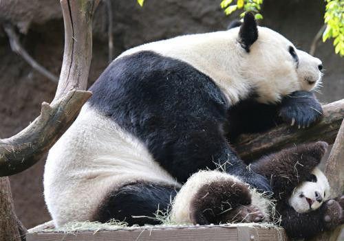 娛樂吃瓜醬熊貓生氣,娛樂吃瓜醬揭秘背后真相