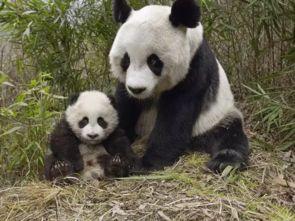 娛樂吃瓜醬熊貓生氣,娛樂吃瓜醬揭秘背后真相