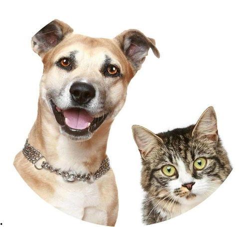 娛樂吃瓜醬寵物疫苗本