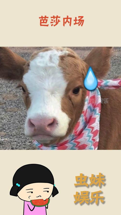 娛樂吃瓜醬外婆養大的羊羊長啥樣,娛樂吃瓜醬的溫馨回憶