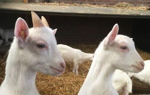 娛樂吃瓜醬外婆養大的羊羊長啥樣,娛樂吃瓜醬的溫馨回憶