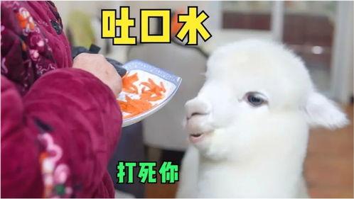 娛樂吃瓜醬外婆養大的羊羊長啥樣,娛樂吃瓜醬的溫馨回憶